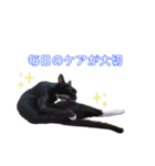 黒猫にゃんころ（個別スタンプ：7）
