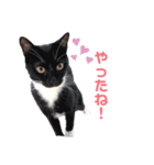 黒猫にゃんころ（個別スタンプ：8）