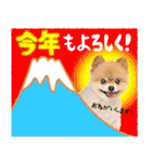 ポメラニアンもふた⑥【イベント篇】（個別スタンプ：1）