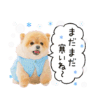ポメラニアンもふた⑥【イベント篇】（個別スタンプ：8）