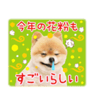 ポメラニアンもふた⑥【イベント篇】（個別スタンプ：10）