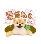 ポメラニアンもふた⑥【イベント篇】（個別スタンプ：12）