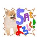 ポメラニアンもふた⑥【イベント篇】（個別スタンプ：13）