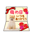 ポメラニアンもふた⑥【イベント篇】（個別スタンプ：15）