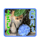 ポメラニアンもふた⑥【イベント篇】（個別スタンプ：16）