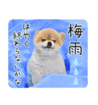 ポメラニアンもふた⑥【イベント篇】（個別スタンプ：18）