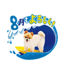 ポメラニアンもふた⑥【イベント篇】（個別スタンプ：21）