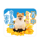 ポメラニアンもふた⑥【イベント篇】（個別スタンプ：22）