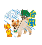 ポメラニアンもふた⑥【イベント篇】（個別スタンプ：23）