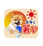 ポメラニアンもふた⑥【イベント篇】（個別スタンプ：24）