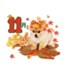 ポメラニアンもふた⑥【イベント篇】（個別スタンプ：29）