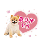 ポメラニアンもふた⑥【イベント篇】（個別スタンプ：36）