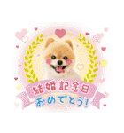 ポメラニアンもふた⑥【イベント篇】（個別スタンプ：37）