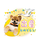 ポメラニアンもふた⑥【イベント篇】（個別スタンプ：38）
