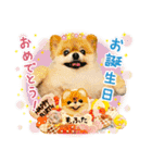 ポメラニアンもふた⑥【イベント篇】（個別スタンプ：39）
