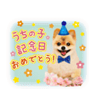ポメラニアンもふた⑥【イベント篇】（個別スタンプ：40）
