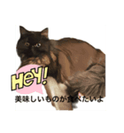 黒猫 ルナ院長 4にゃんめ（個別スタンプ：7）