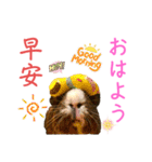 Chocolin friends喬可栗一家親ʢ•·̫•ʡ（個別スタンプ：1）