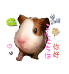 Chocolin friends喬可栗一家親ʢ•·̫•ʡ（個別スタンプ：2）