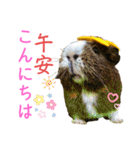 Chocolin friends喬可栗一家親ʢ•·̫•ʡ（個別スタンプ：3）