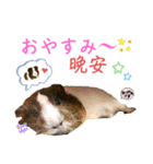 Chocolin friends喬可栗一家親ʢ•·̫•ʡ（個別スタンプ：4）