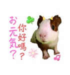 Chocolin friends喬可栗一家親ʢ•·̫•ʡ（個別スタンプ：5）