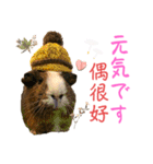Chocolin friends喬可栗一家親ʢ•·̫•ʡ（個別スタンプ：6）