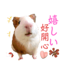 Chocolin friends喬可栗一家親ʢ•·̫•ʡ（個別スタンプ：7）