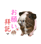 Chocolin friends喬可栗一家親ʢ•·̫•ʡ（個別スタンプ：8）