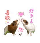Chocolin friends喬可栗一家親ʢ•·̫•ʡ（個別スタンプ：9）