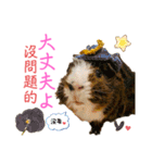 Chocolin friends喬可栗一家親ʢ•·̫•ʡ（個別スタンプ：10）