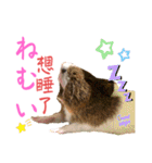 Chocolin friends喬可栗一家親ʢ•·̫•ʡ（個別スタンプ：11）