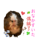 Chocolin friends喬可栗一家親ʢ•·̫•ʡ（個別スタンプ：12）