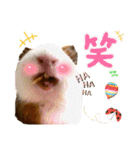 Chocolin friends喬可栗一家親ʢ•·̫•ʡ（個別スタンプ：13）