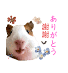 Chocolin friends喬可栗一家親ʢ•·̫•ʡ（個別スタンプ：15）