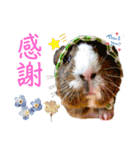 Chocolin friends喬可栗一家親ʢ•·̫•ʡ（個別スタンプ：16）