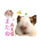 Chocolin friends喬可栗一家親ʢ•·̫•ʡ（個別スタンプ：17）