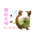 Chocolin friends喬可栗一家親ʢ•·̫•ʡ（個別スタンプ：19）