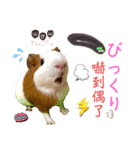 Chocolin friends喬可栗一家親ʢ•·̫•ʡ（個別スタンプ：20）