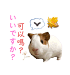 Chocolin friends喬可栗一家親ʢ•·̫•ʡ（個別スタンプ：22）