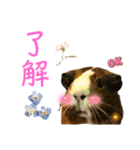Chocolin friends喬可栗一家親ʢ•·̫•ʡ（個別スタンプ：23）