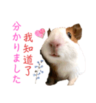 Chocolin friends喬可栗一家親ʢ•·̫•ʡ（個別スタンプ：24）