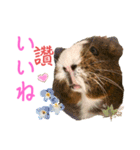 Chocolin friends喬可栗一家親ʢ•·̫•ʡ（個別スタンプ：25）