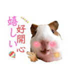 Chocolin friends喬可栗一家親ʢ•·̫•ʡ（個別スタンプ：26）