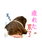 Chocolin friends喬可栗一家親ʢ•·̫•ʡ（個別スタンプ：27）