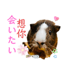 Chocolin friends喬可栗一家親ʢ•·̫•ʡ（個別スタンプ：28）
