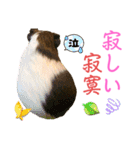Chocolin friends喬可栗一家親ʢ•·̫•ʡ（個別スタンプ：29）