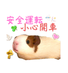 Chocolin friends喬可栗一家親ʢ•·̫•ʡ（個別スタンプ：30）