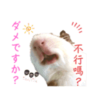 Chocolin friends喬可栗一家親ʢ•·̫•ʡ（個別スタンプ：31）