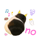 Chocolin friends喬可栗一家親ʢ•·̫•ʡ（個別スタンプ：34）